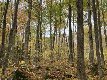Northern hardwoods stand in the fall