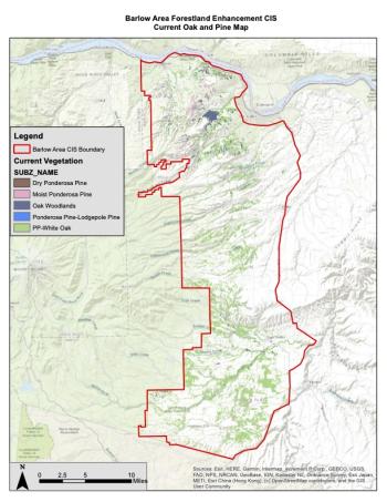 Current Oak and Pine within Project Area