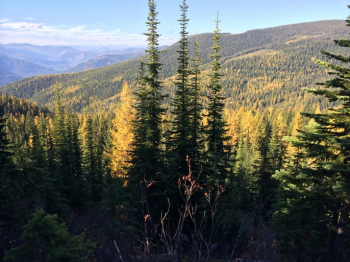 Flathead National Forest/Coram Experimental Forest overlook. Photo Credit: Molly Roske, MN Department of Natural Resources.