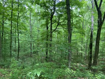 Ohio Hills ASCC study site. Photo Credit: Courtney Peterson, Colorado State University
