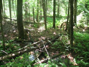 A seepage wetland on the Hill-Robert lot. Photo by Allaire Diamond.