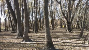 A floodplain forest in southeastern Minnesota in the springtime. 