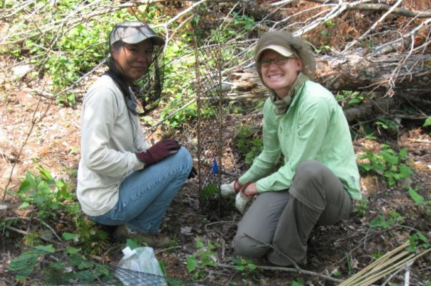 Field crew members installing mesh tree cages on planted seedlings. 