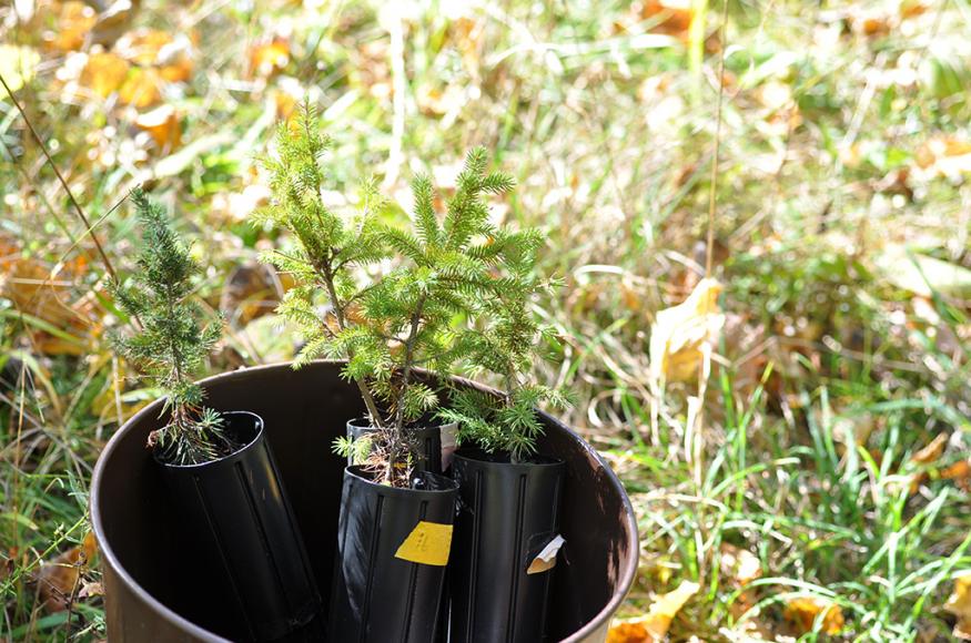 Trees for planting