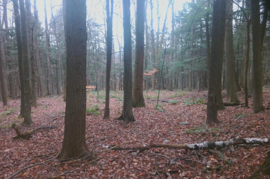 A photo taken from inside the forest showing tree stems of various sizes