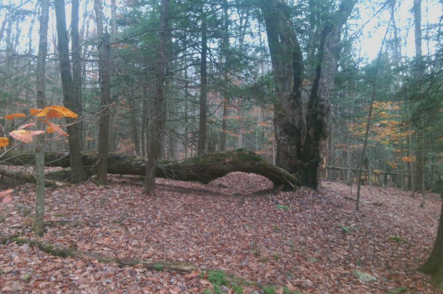 A photo taken from inside the forest showing a fallen tree