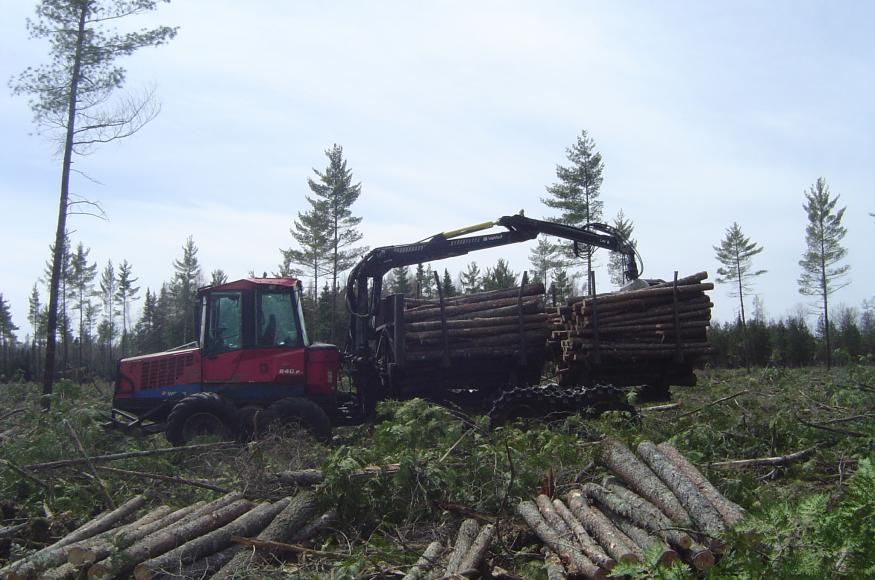 Harvest operations in one of Warren's lowland conifer stands. 