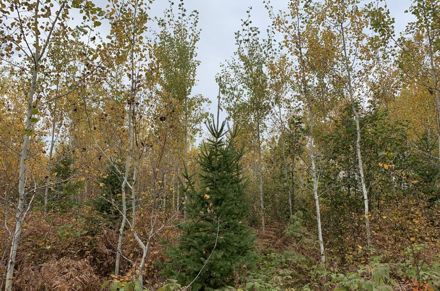 A mixed-wood stand of aspen and spruce on Blandin company land. (Photo credit: Eli Sagor) 