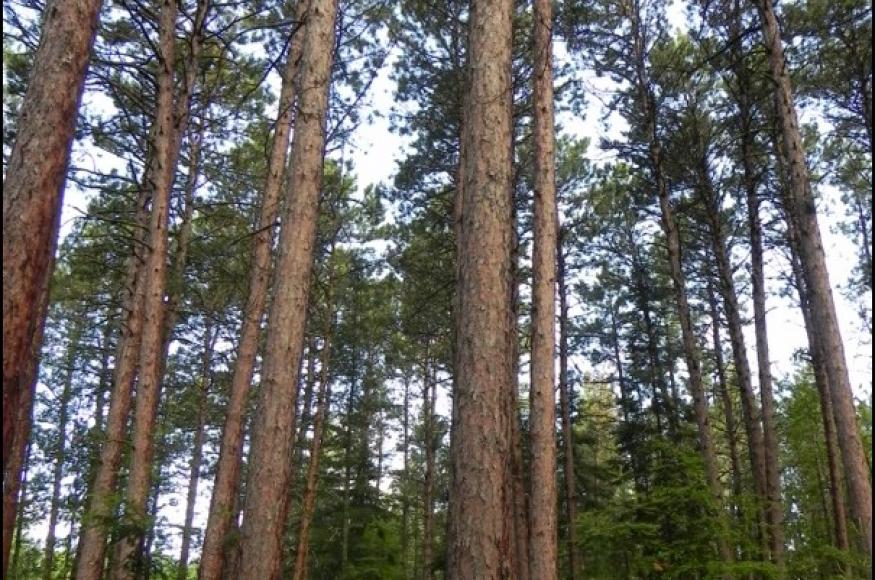 Natural-origin red pine stand at the ASCC study site, prior to treatment. 