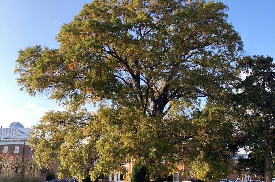 Adventist oak from Takoma Park