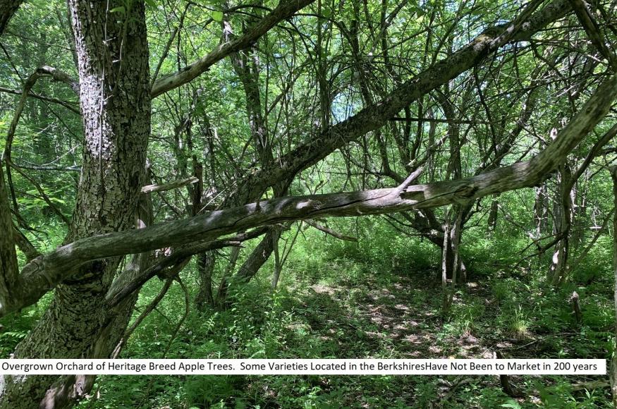 Current conditions: Old declining apple orchard