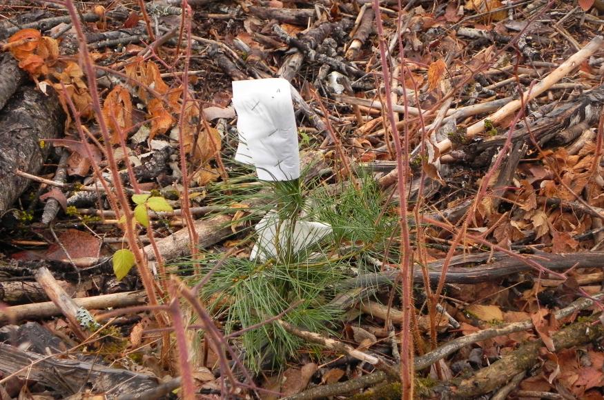 A bud-capped white pine. 