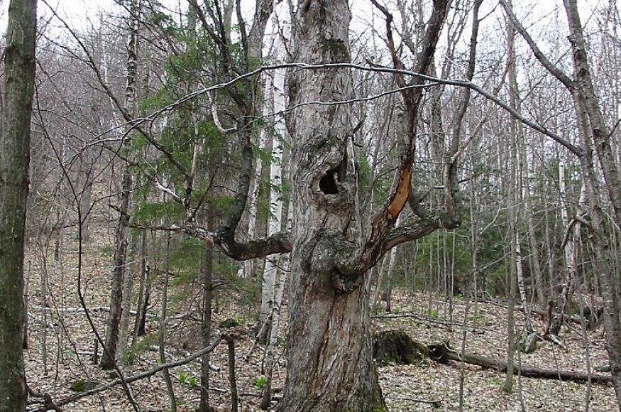 Bee tree on the Hill-Robert lot.
