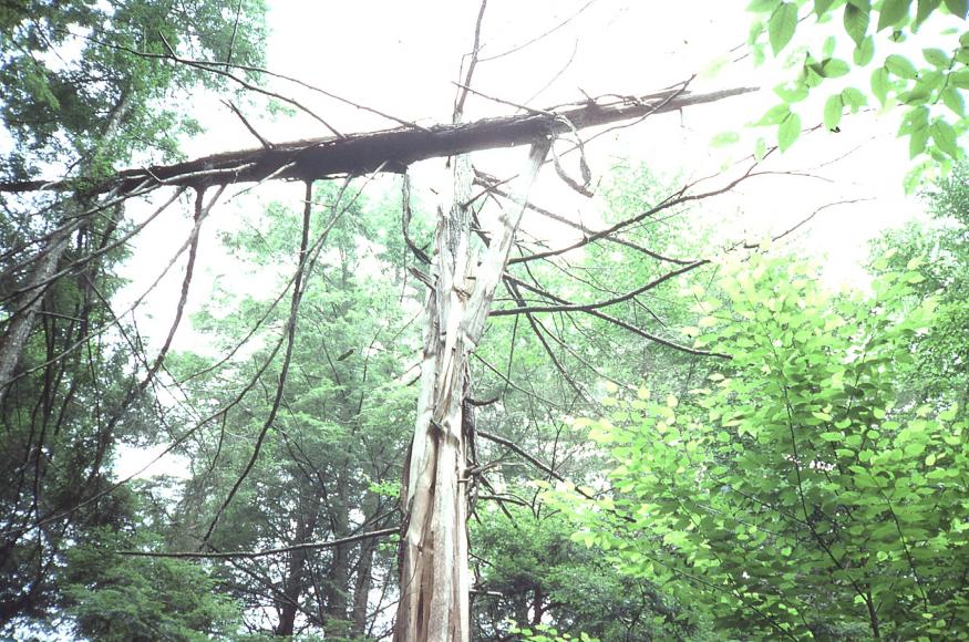 a dead tree standing in the forest
