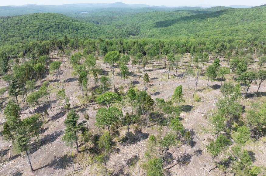 Aerial photo overlooking a forest after a harvest