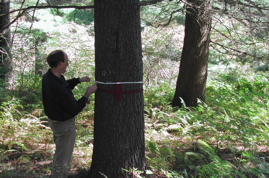 A person measuring the diameter of a forest tree