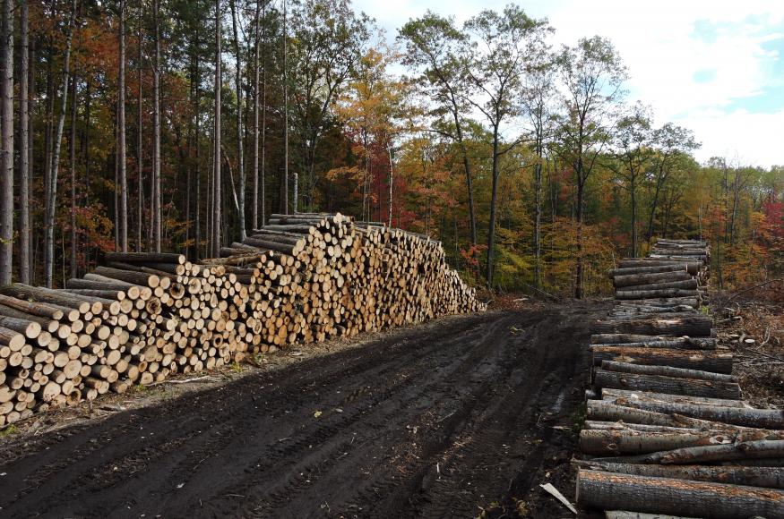 A log deck in the Resistance unit in October 2019 (Credit: Brooke Propson)