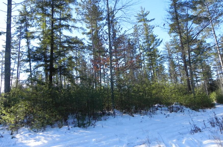 Vigorous white pine regeneration on Warren's property. 