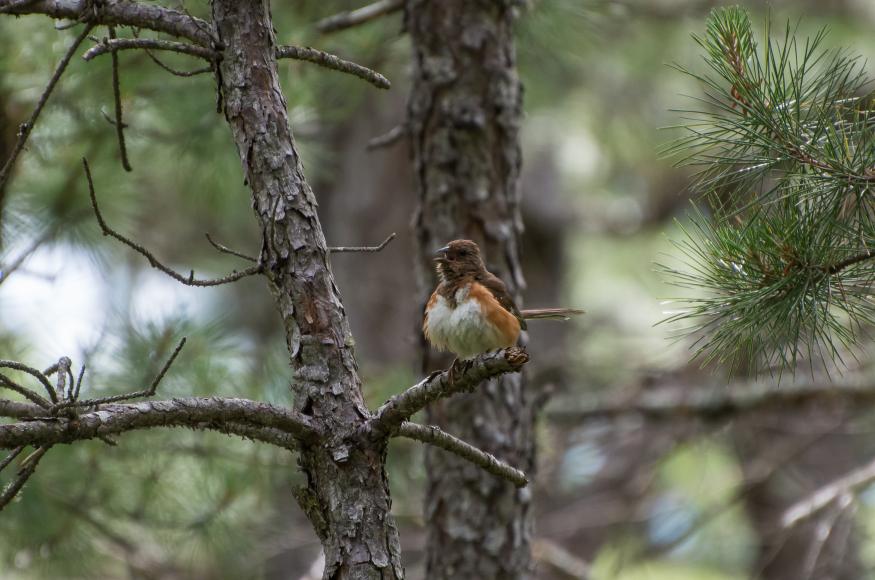 Orange and white forest songbird perched on a small pine branch