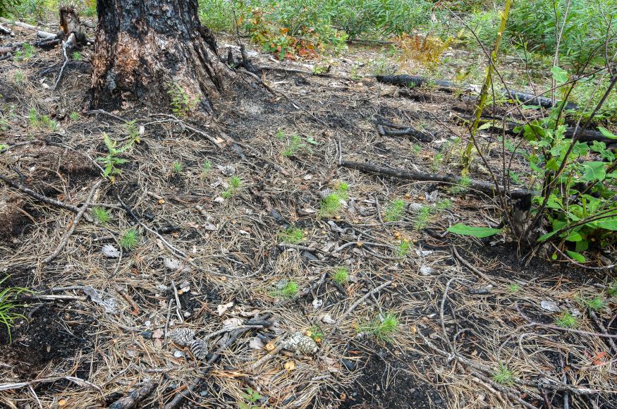 Regenerating pine after a burn