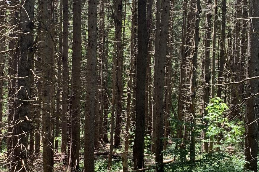 Current Conditions: An old, declining spruce plantation