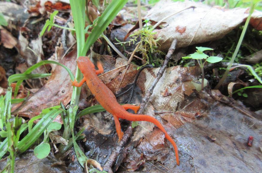 Eastern newt in the red eft stage. Photo by Cara Gauthier.