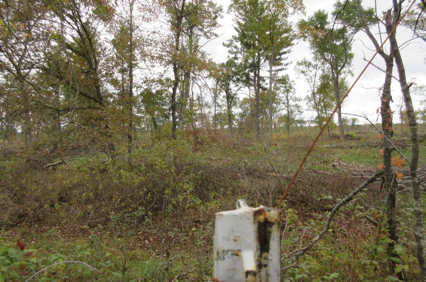 A follow-up photo after the lowland forest harvest, taken at the same point at the photo above. 