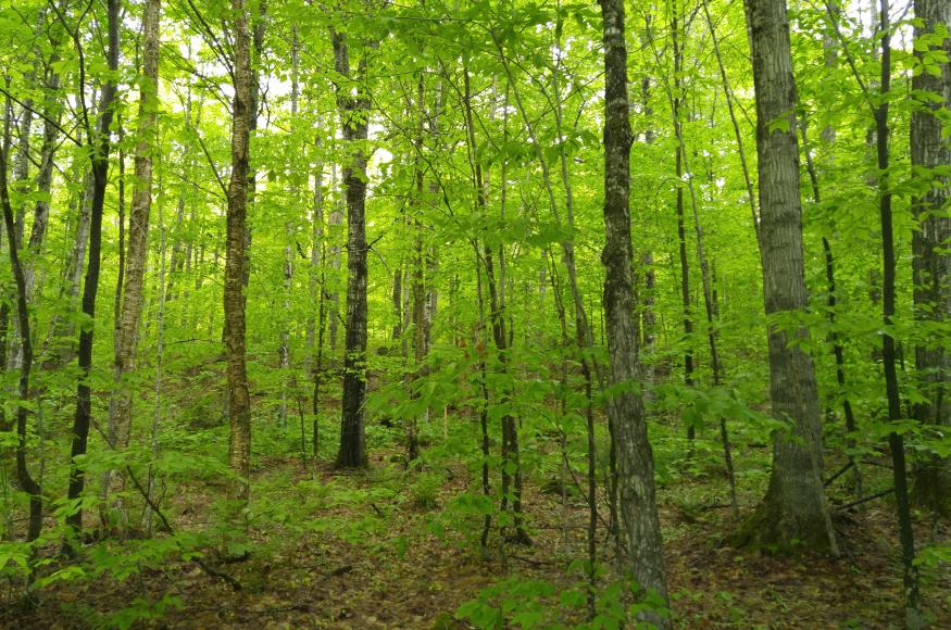 A northern hardwood forest