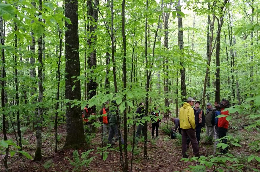 People standing in a northern hardwood forest