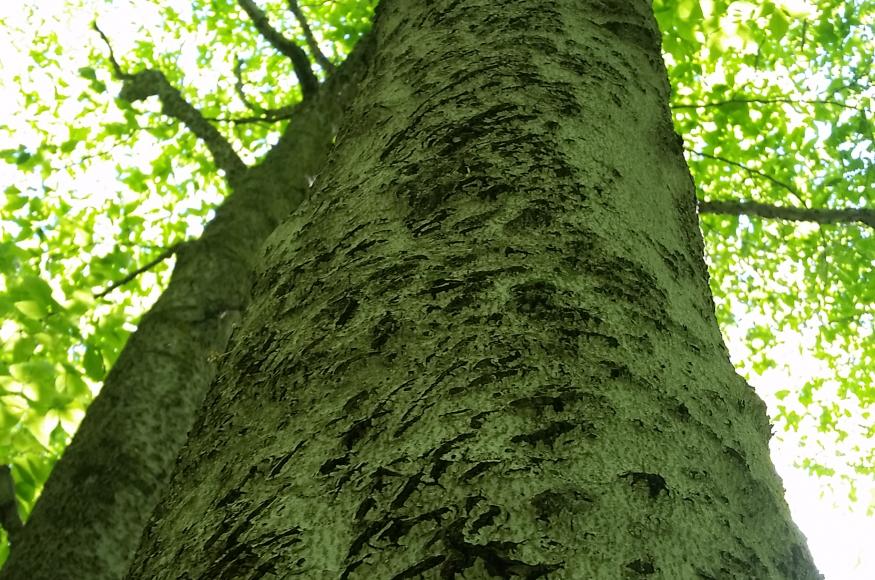 A close up showing the rough bark of a beech tree.