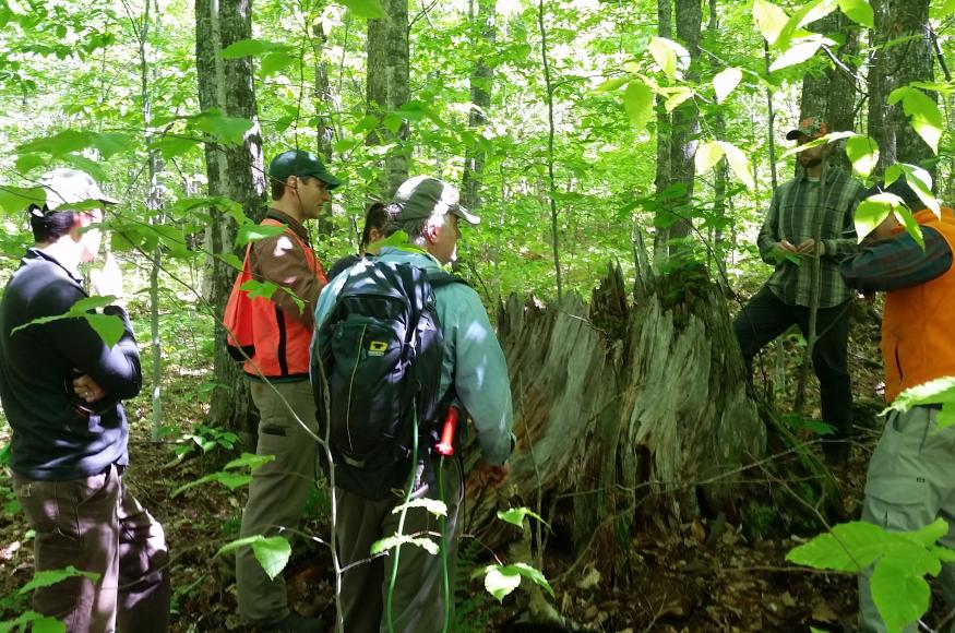 Six people talk in the forest while standing around a large, partially-decomposed tree stump.