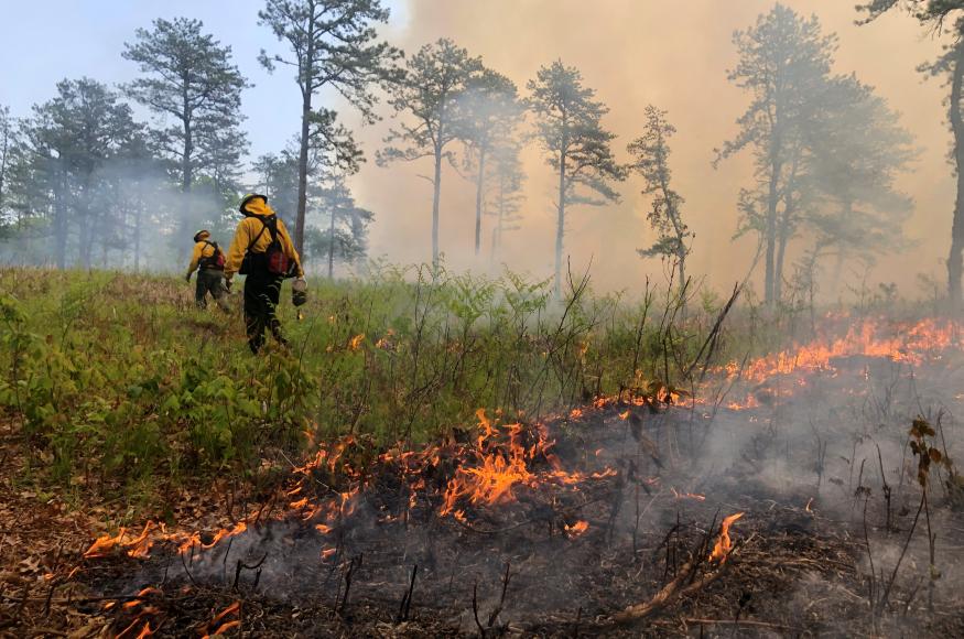 fire in open woodland