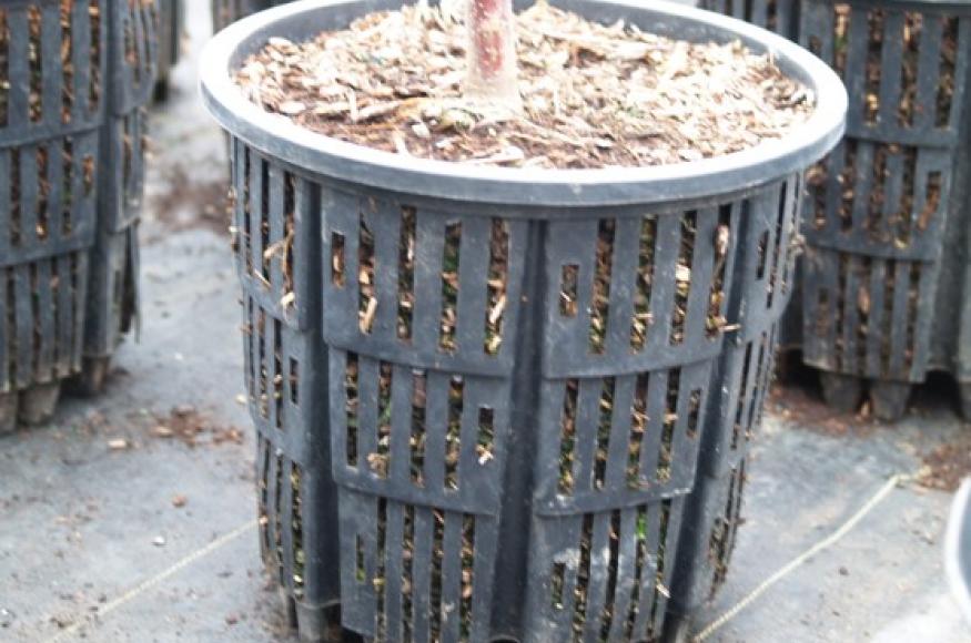 Photo of one grow pot 