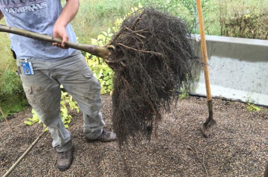Man holding sapling with large mass of roots. 