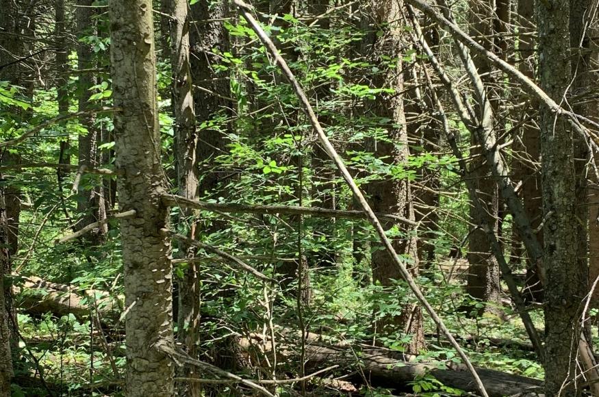 Current Conditions: Hardwood colonization in a spruce plantation understory
