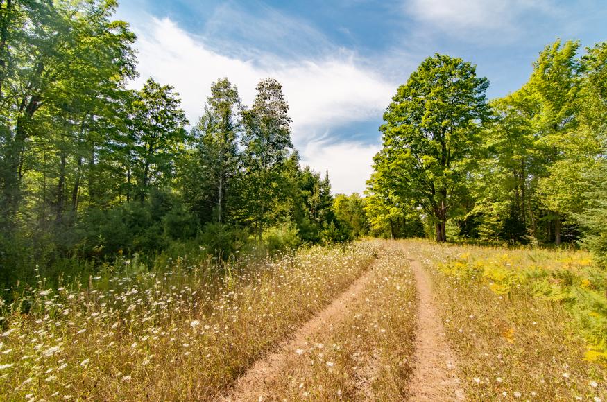 Photo of a forest road at the Harris Reserve. 