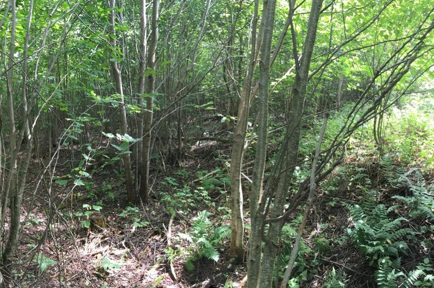 Desired Future Condition: dense hardwood regeneration following clearcut