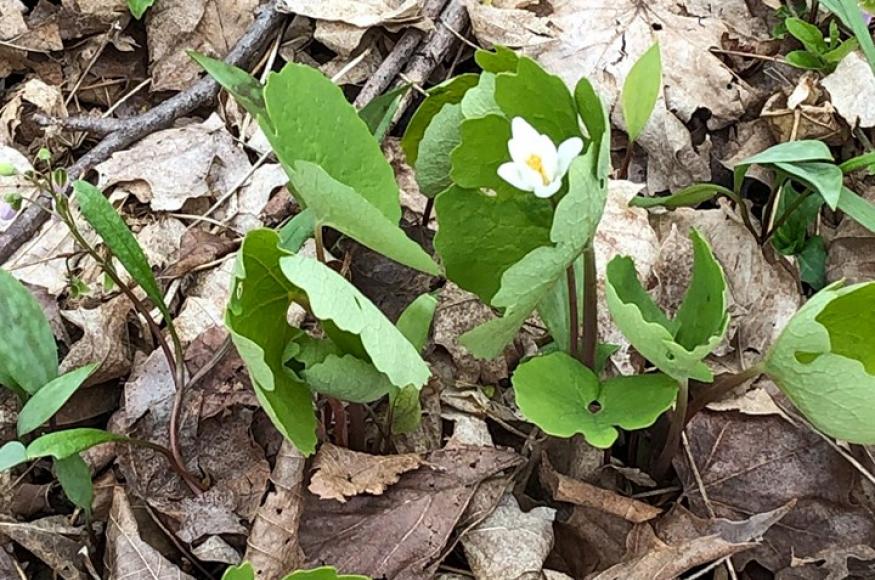 Understory plants in the forest