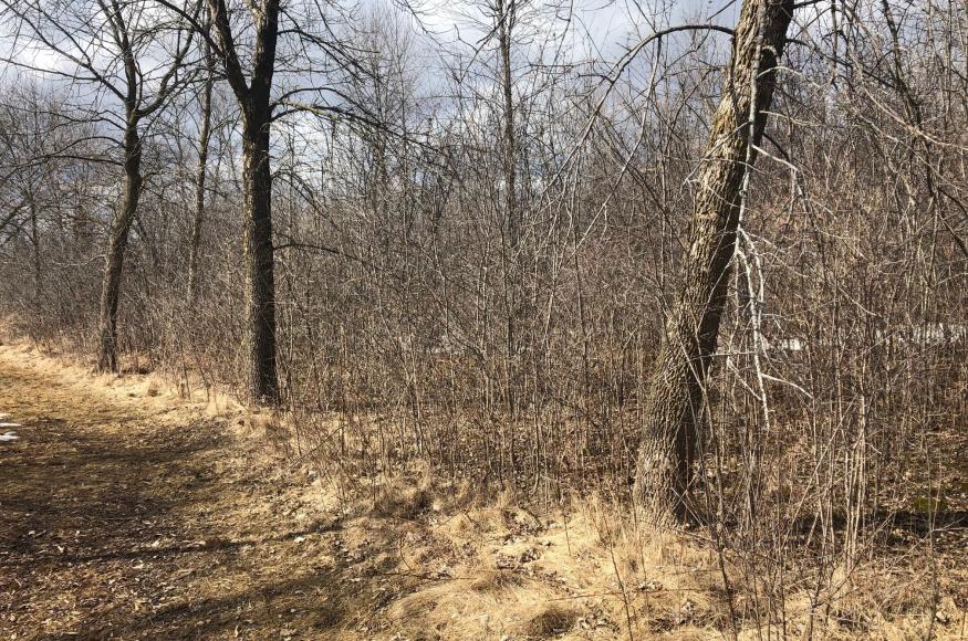 Forest with invasive buckthorn understory