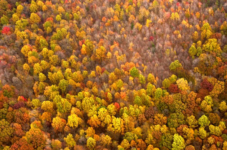 Fall color trees in SE Ohio