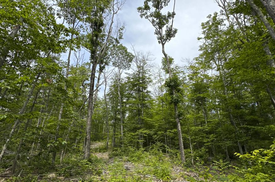 Oak trees recovering from defoliation