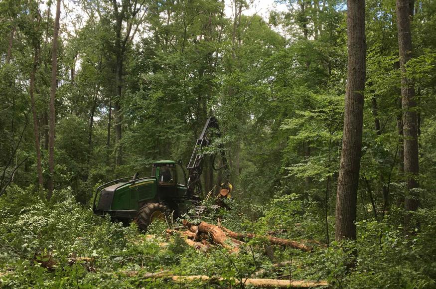 Cut to length harvester on site