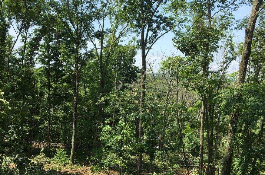 Oak forest post-harvest