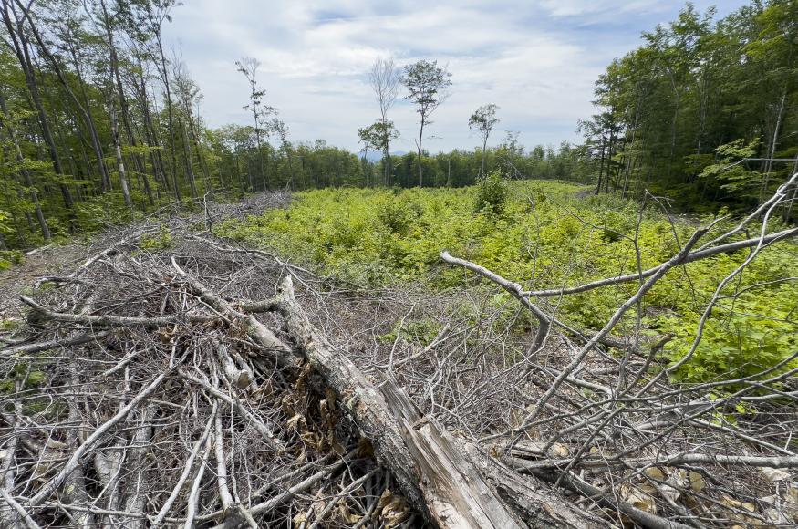 An openning in the forest surrounded by downed wood