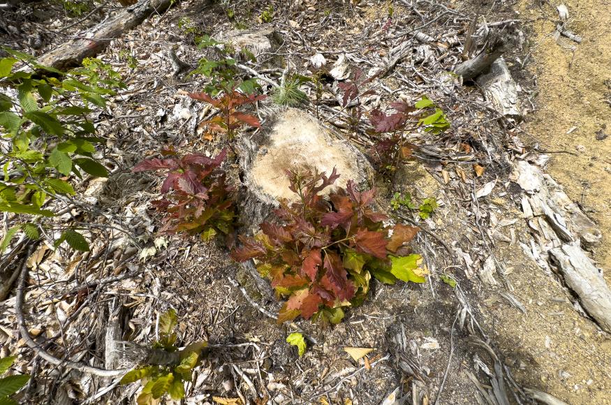 Oak sprouting from a cut stump