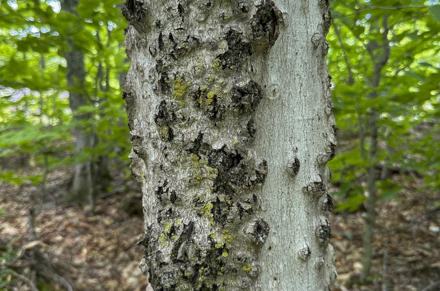 Diseased beech tree trunk