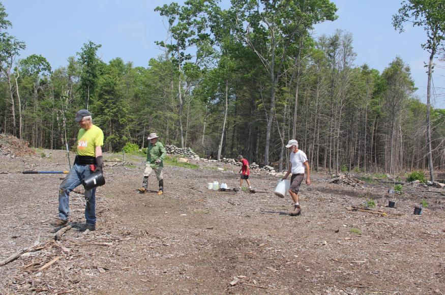 Four male volunteers gathered in a patch cut area within the Preserve
