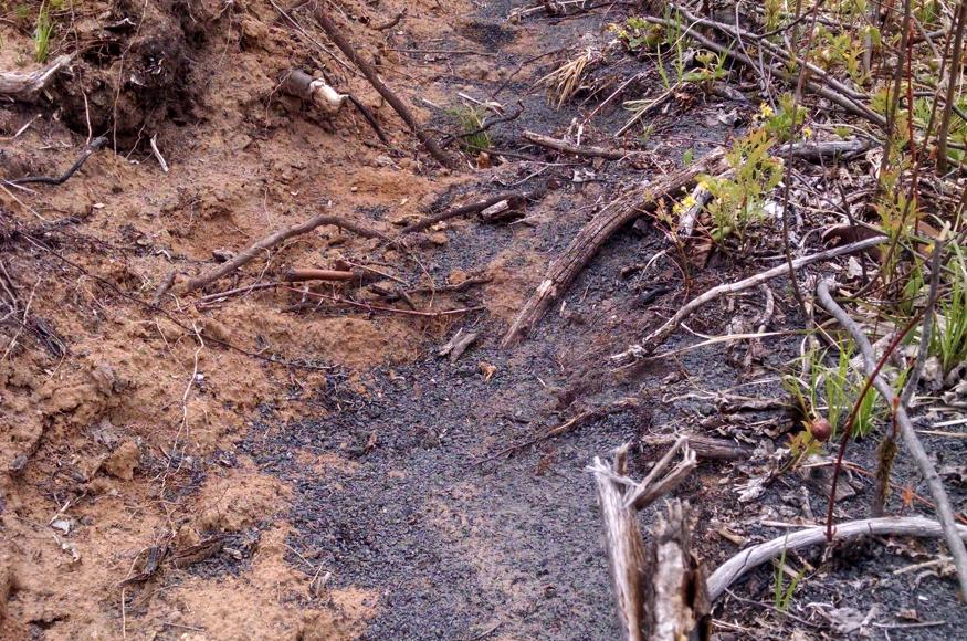 Wood ash spread along the planting trench. 