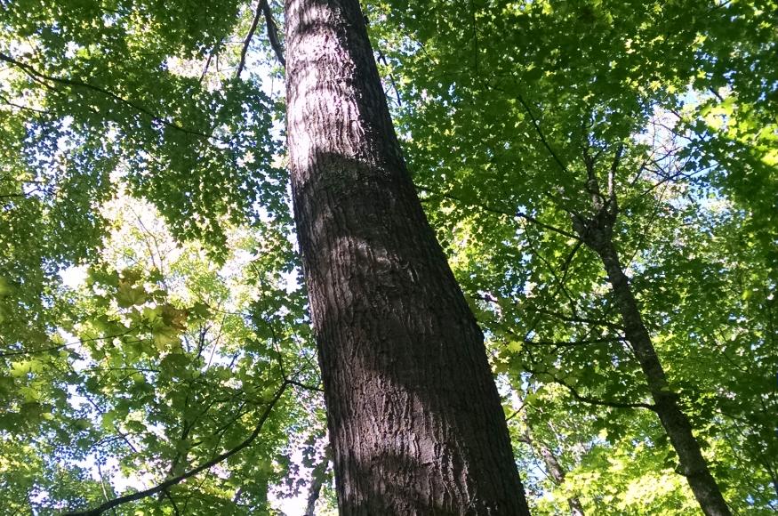 A mature red oak that will be retained as a future mast and seed source. 