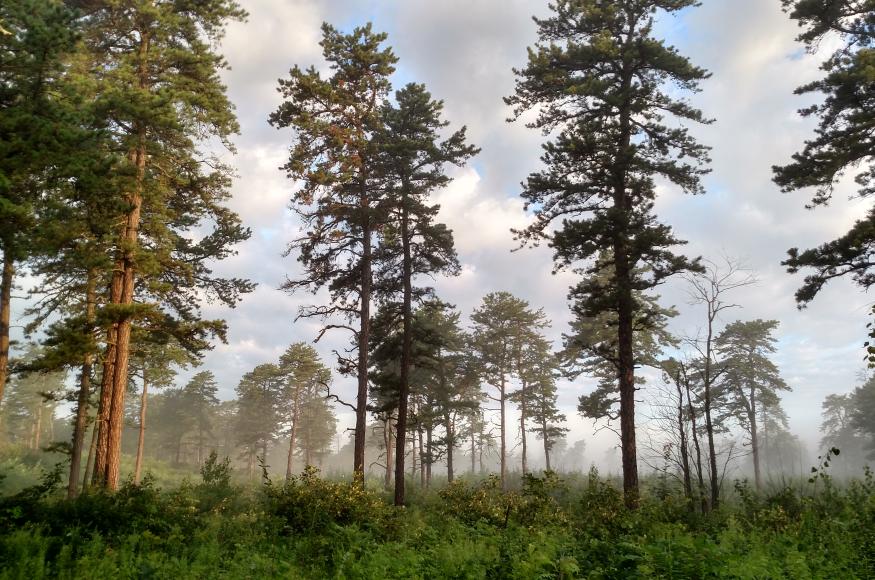 row of trees